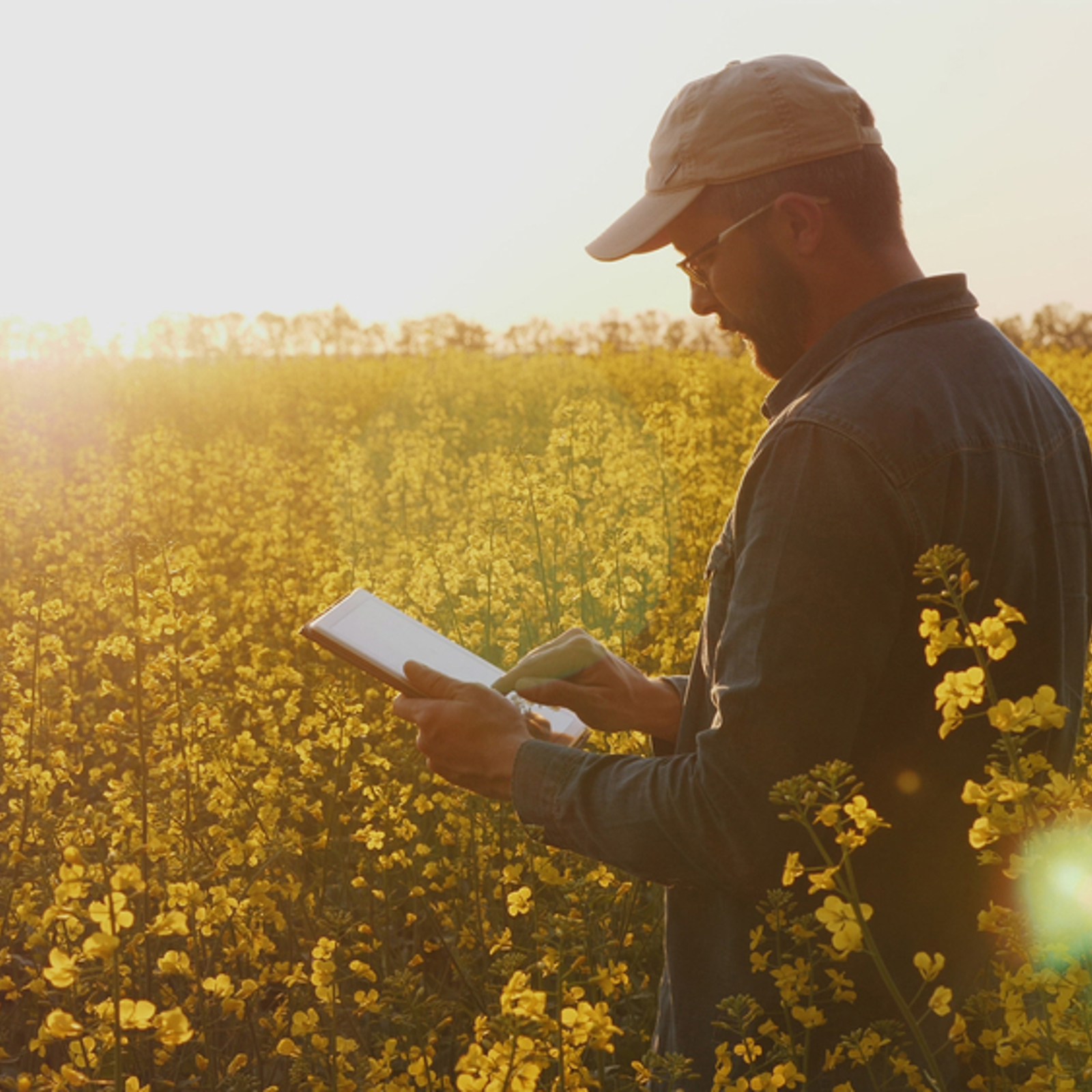 Person in a rapeseed field reading