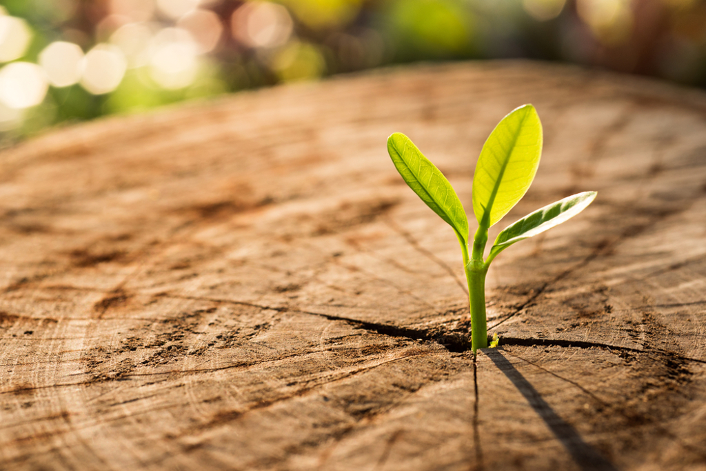 Plant growing from a tree trunk